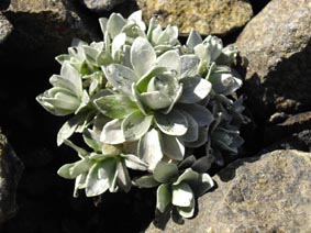 Leucogenes leontopodium